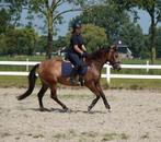 Leuke valk PRE APTA merrie 6 jaar, Dieren en Toebehoren, Merrie, Minder dan 160 cm, B, Gechipt