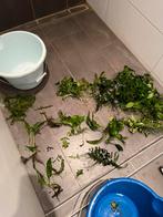 Gratis ophalen Aquariumplanten tropisch, Dieren en Toebehoren, Vissen | Aquariumvissen, Vis