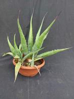 Agave havardiana cluster, schaal 22 cm hoogte incl. pot 45 c, Ophalen of Verzenden, Vaste plant, Overige soorten, Volle zon