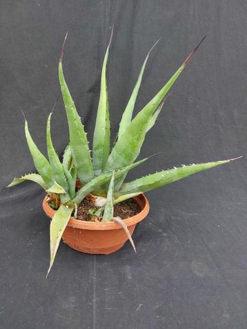 Agave havardiana cluster, schaal 22 cm hoogte incl. pot 45 c beschikbaar voor biedingen