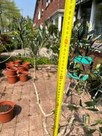 olive plant in pot  130 hoog gratis, Tuin en Terras, Planten | Tuinplanten, Vaste plant, Ophalen, Groenteplanten
