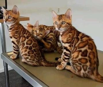 Bengalen cattery Sandoera beschikbaar voor biedingen