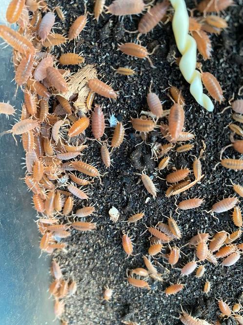Porcellionides pruinosus ‘Powder Orange’, Dieren en Toebehoren, Insecten en Spinnen, Overige soorten