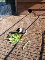 Mannetjes cavia's, Mannelijk, Dwerg