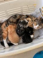 Kittens poes zwartwit en poes 3kleur