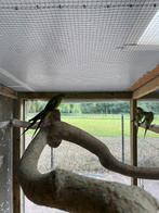 Bergparkieten 2025 geringd, Dieren en Toebehoren, Vogels | Parkieten en Papegaaien, Geslacht onbekend, Parkiet, Geringd