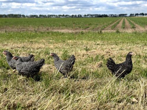 Jonge tamme Amrock kippen groot ras gesekst en ingeënt, Dieren en Toebehoren, Pluimvee, Kip, Vrouwelijk