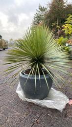 Yucca rostrata eventueel met (nieuwe pot) groenblijvend, Ophalen, Overige soorten, Volle zon