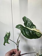 Syngonium Albo Variegata Stekken, Huis en Inrichting, Ophalen, Overige soorten, Halfschaduw, In pot
