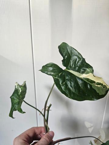 Syngonium Albo Variegata Stekken beschikbaar voor biedingen