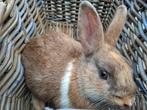 Lief jong konijntje, mannetje (rammelaar), Dieren en Toebehoren, Konijnen, Mannelijk, Klein, 0 tot 2 jaar