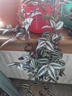 Tradescantia zebrina, Huis en Inrichting, Kamerplanten, Ophalen, Halfschaduw, Minder dan 100 cm