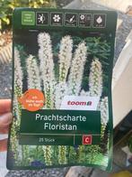 Floristan wit, Tuin en Terras, Planten | Tuinplanten, Ophalen, Overige soorten, Volle zon