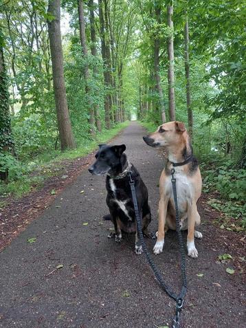 Nieuw huis gezocht voor Mambo en Bounty beschikbaar voor biedingen