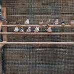 Zebravinken, Dieren en Toebehoren, Meerdere dieren, Kleurkanarie