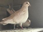 Koppel witte postduiven, Dieren en Toebehoren, Vogels | Duiven, Meerdere dieren, Postduif
