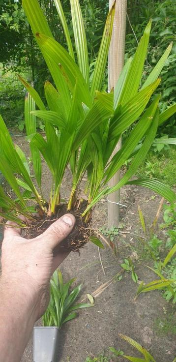 TRACHYCARPUS  FORTUNEI  2 JARIG 1,50 beschikbaar voor biedingen
