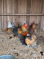 Brahma, Dieren en Toebehoren, Pluimvee, Meerdere dieren, Kip