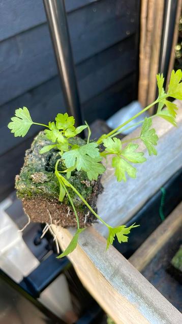 Snij peterselie planten beschikbaar voor biedingen
