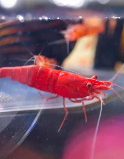 Vuurgarnalen. Fire Red garnalen. Rode garnalen., Dieren en Toebehoren, Vissen | Aquariumvissen, Kreeft, Krab of Garnaal