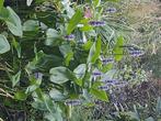 Pontederia, snoekkruid te koop., Tuin en Terras, Ophalen, Volle zon, Vaste plant, Vijverplanten