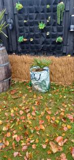 Winterharde palmbomen met potgrond en manden, Tuin en Terras, Grind, Keien en Split, Ophalen, Overige materialen, Overige typen