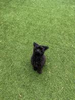 Te koop pomeriaan x toy poedel pup 7 maanden, Dieren en Toebehoren, Ophalen, Nieuw