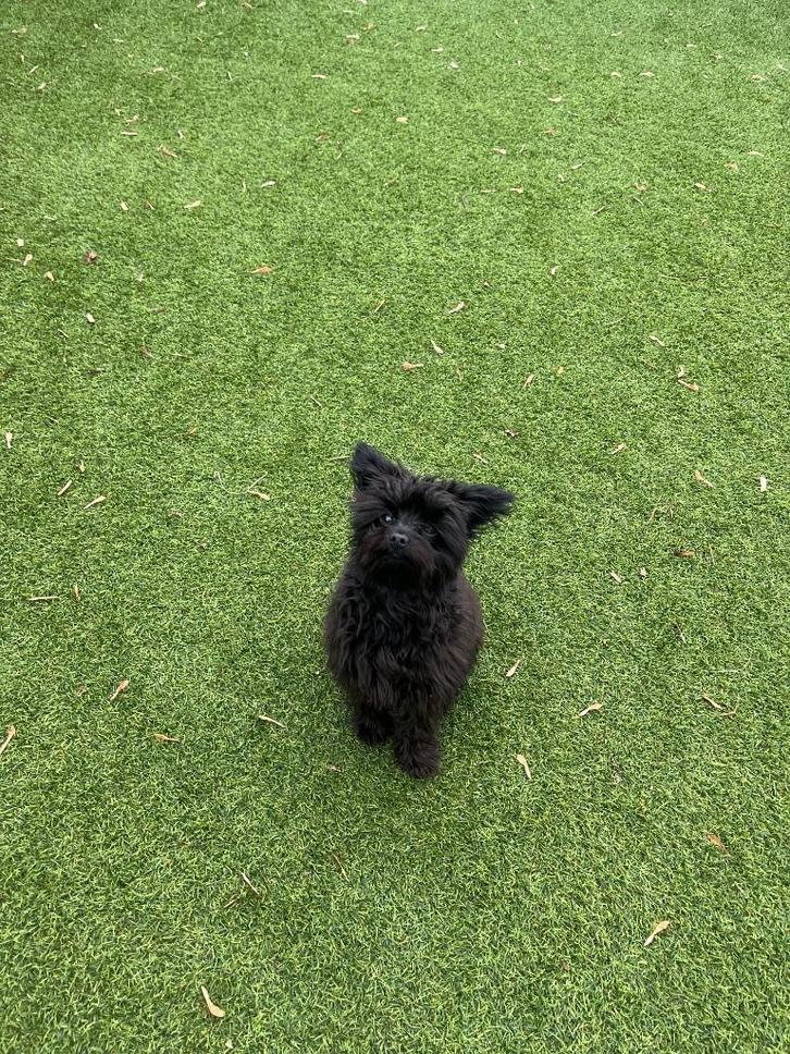 Te koop pomeriaan x toy poedel pup 7 maanden, Dieren en Toebehoren, Honden-accessoires, Nieuw, Ophalen