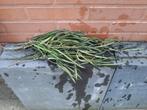 Hoya Shepperdii stek ranken., Overige soorten, Minder dan 100 cm, Bloeiende kamerplant, Halfschaduw