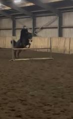lease paard gezocht / verzorg pony gezocht, Dieren en Toebehoren