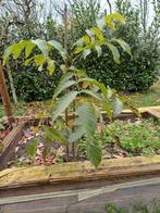 Walnotenboom, Tuin en Terras, Ophalen, Volle zon