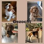 Gezocht: King Charles Cavalier, Spaniël, Teckel of Beagle (1, Dieren en Toebehoren, 1 tot 2 jaar, Teef, Eén hond, Nederland