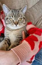 Brits Britse korthaar kittens Silver Tabby Golden Tabby, Dieren en Toebehoren, Katten en Kittens | Raskatten | Korthaar, Meerdere dieren