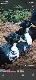 Trio jonge eenden woerd met kuif 22,50, Dieren en Toebehoren, Pluimvee, Meerdere dieren, Eend