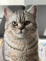 Britse Koorthaar Dekkater, Dieren en Toebehoren, Katten en Kittens | Dekkaters