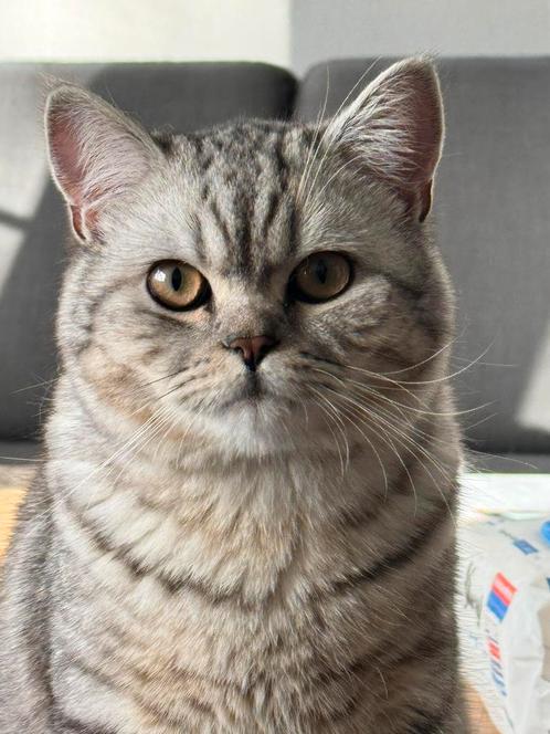 Britse Koorthaar Dekkater, Dieren en Toebehoren, Katten en Kittens | Dekkaters