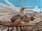 Nog een paar kleine achatina reticulata wildkleur slakjes🐌, Dieren en Toebehoren, Overige Dieren, Juni, Meerdere dieren
