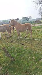 fjorden paarden, Dieren en Toebehoren, 0 tot 2 jaar, Onbeleerd, Meerdere dieren, Recreatiepaard