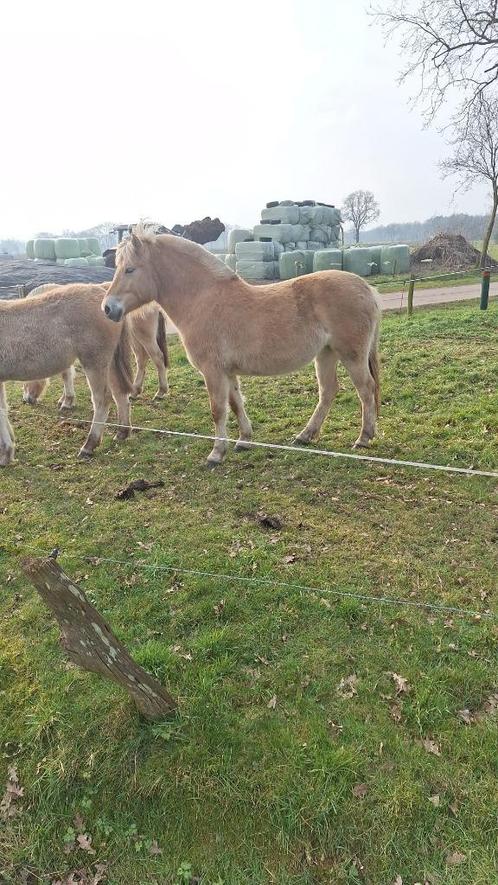 fjorden paarden, Dieren en Toebehoren, Paarden, Meerdere dieren, Onbeleerd, 0 tot 2 jaar, Recreatiepaard, Met stamboom, Gechipt