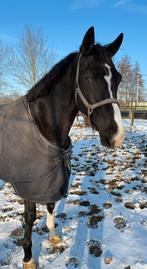 Zeer lieve betrouwbare merrie, Dieren en Toebehoren, Paarden, Merrie, Met stamboom, Dressuurpaard, L