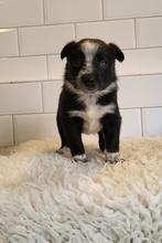 Border collie pups, Rabiës (hondsdolheid), 8 tot 15 weken, Collie, Meerdere