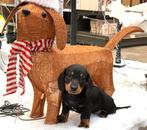 standaard teckel pups vanaf 1000€, Dieren en Toebehoren, Honden | Teckels en Dashonden, Standaard, Nederland, 8 tot 15 weken, Korthaar