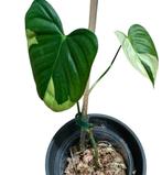 * SUPER Raritet* Philodendron SP Tropical / Oxapapense, Huis en Inrichting, Ophalen, Halfschaduw, Minder dan 100 cm
