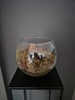 Glazen vaas  bolle vaas pasen, Gebruikt, Overige kleuren, Ophalen of Verzenden, Glas