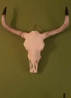 Buffel schedel, Ophalen, Zo goed als nieuw