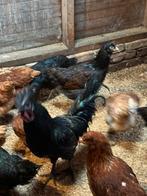 Barnevelders en ayam cemani, Kip, Meerdere dieren