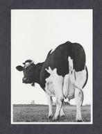 Friese Koe Zwart Wit Melkkoe., Verzamelen, Ansichtkaarten | Dieren, Overige soorten, Ongelopen, Ophalen of Verzenden, 1980 tot heden