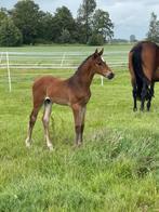 Opfok gezocht voor merrie en hengstveulen, Dieren en Toebehoren, Stalling en Weidegang, Opfok