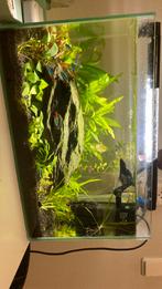 Super mooi aquarium, Dieren en Toebehoren, Ophalen of Verzenden, Zo goed als nieuw, Leeg aquarium