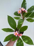 Plumeria, Frangipani, bijzondere kleur, nr. 3, Ophalen of Verzenden, Overige soorten, Minder dan 100 cm